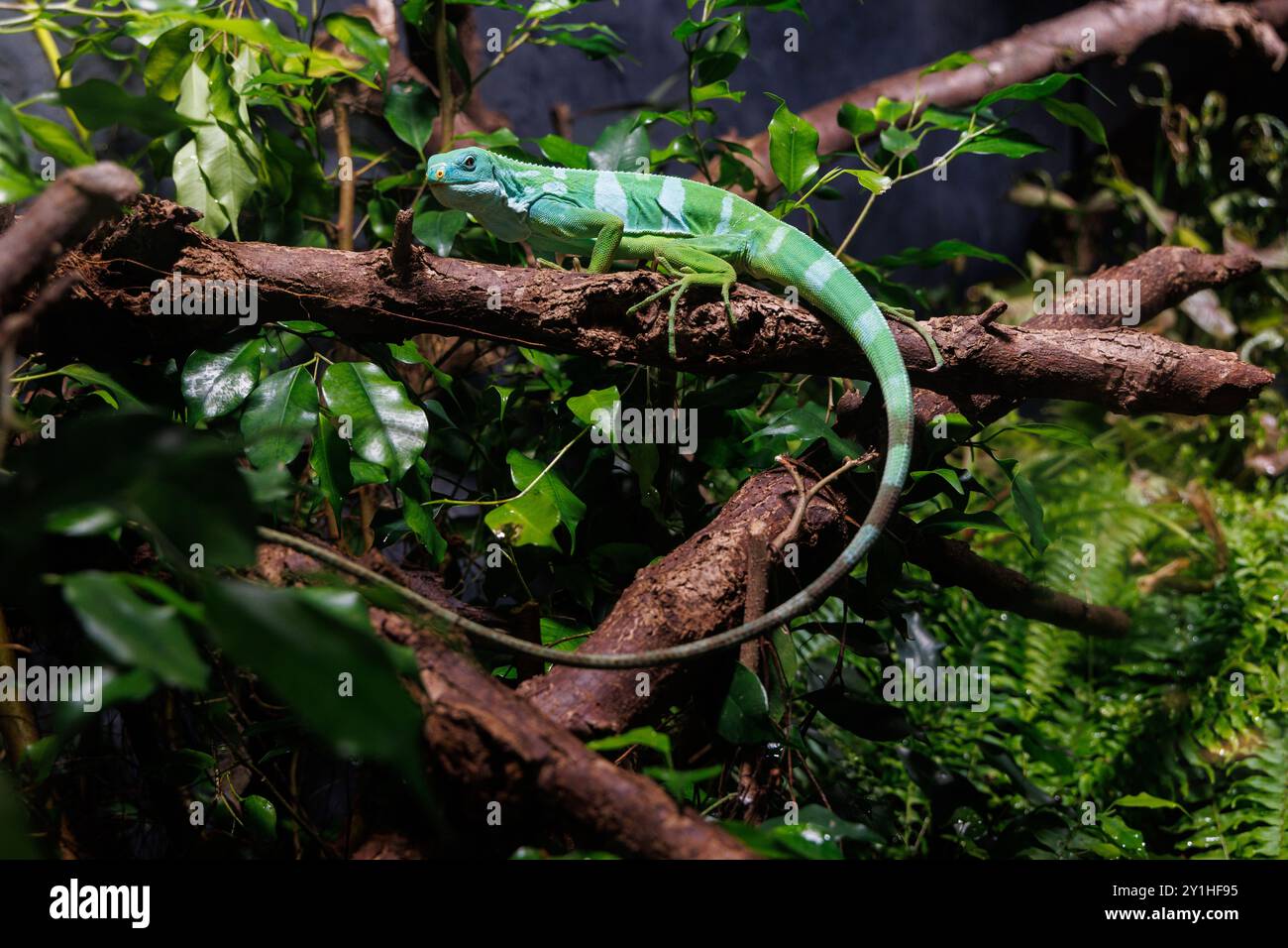 Iguane à bandes de Lau, Brachylophus fasciatus est perché sur des branches, entouré d'un riche feuillage dans un cadre tropical, se prélasser dans la chaude lumière du soleil filte Banque D'Images