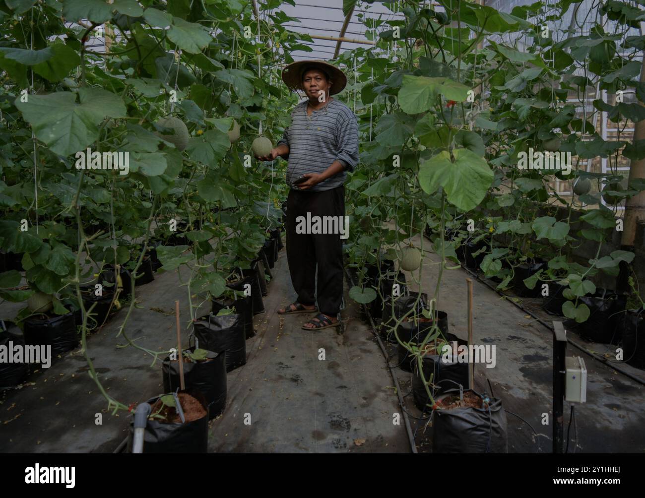 Malang, Java oriental, Indonésie. 7 septembre 2024. Un agriculteur montrant le système de technologie agricole Internet des objets (IoT) de culture du melon Santaka accordé par le ministère indonésien de la communication et des technologies de l'information (Kemenkominfo) dans la serre du village de Karangpandang, Malang, Java oriental, Indonésie, le 7 septembre, 2024. cette technologie agricole biologique et basée sur Internet. Faciliter les agriculteurs indonésiens dans le processus d'entretien, de fertilisation et de lutte antiparasitaire qui est relié par le téléphone cellulaire de l'agriculteur. Ainsi que le maintien de la qualité des produits agricoles Banque D'Images