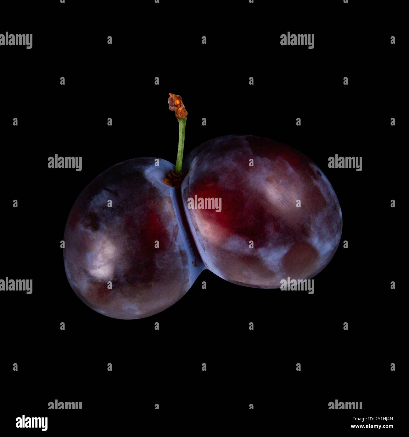 Ces prunes ont poussé ensemble comme fruits joints présentés sur fond noir isolé Banque D'Images