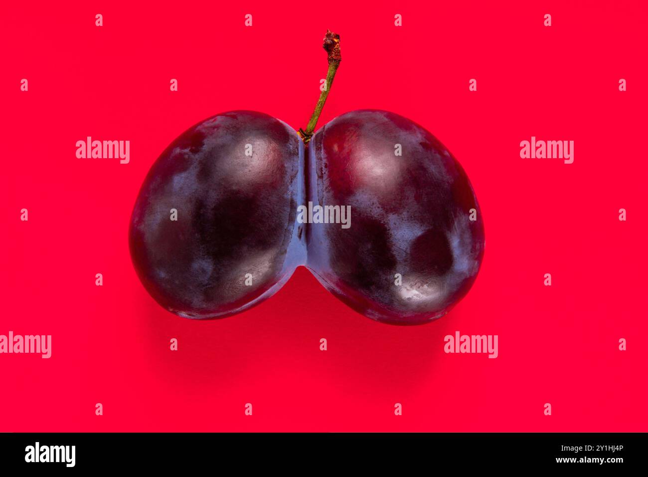 Paire de prunes jointes ensemble comme fruits joints ensemble sur fond rouge Banque D'Images