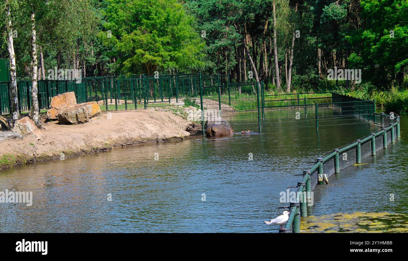 Une vue sereine d'un zoo avec une grande masse d'eau, entourée d'arbres verdoyants. Un hippopotame est partiellement submergé dans l'eau, Banque D'Images