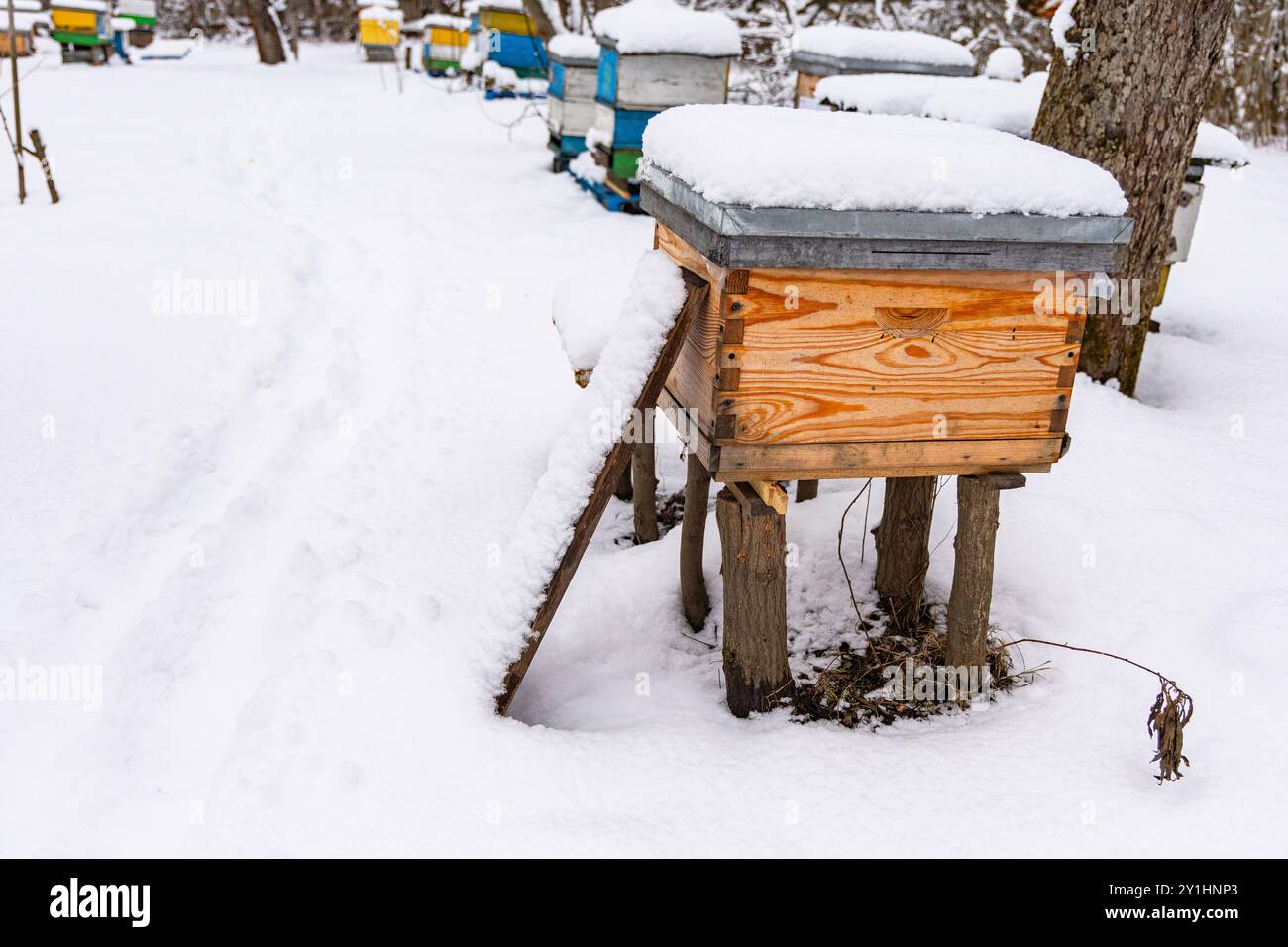 Un groupe de ruches se dresse serein sous une couverture de neige dans une forêt calme, mettant en valeur la résilience hivernale. Les structures en bois sont protégées contre Banque D'Images