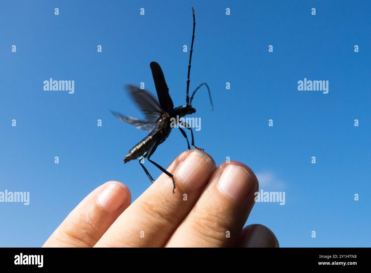 Le coléoptère musqué Aromia moschata Longhorn Colable enlève les doigts Banque D'Images