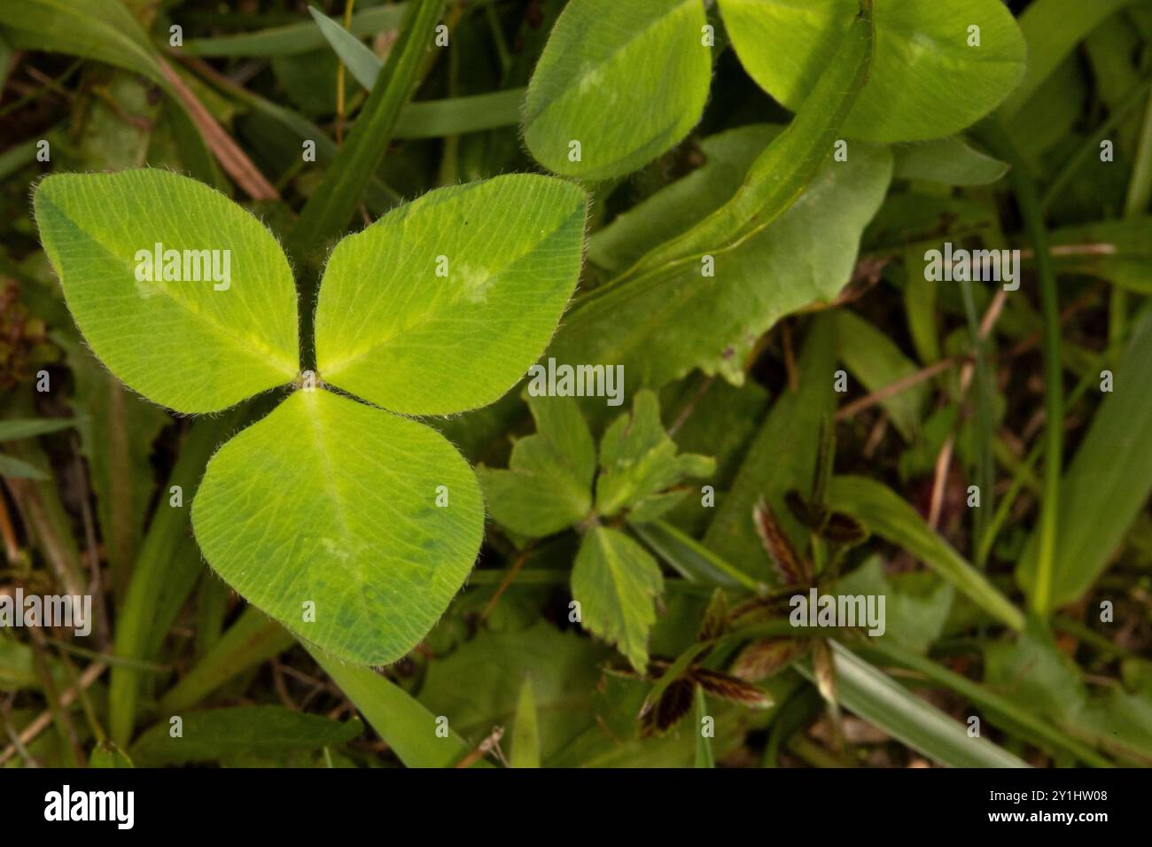 Gros plan d'un trèfle à trois feuilles dans l'herbe. Le trèfle à trois feuilles a été utilisé. Y : Patrick pour représenter la Sainte trinité du père, du fils, et Banque D'Images