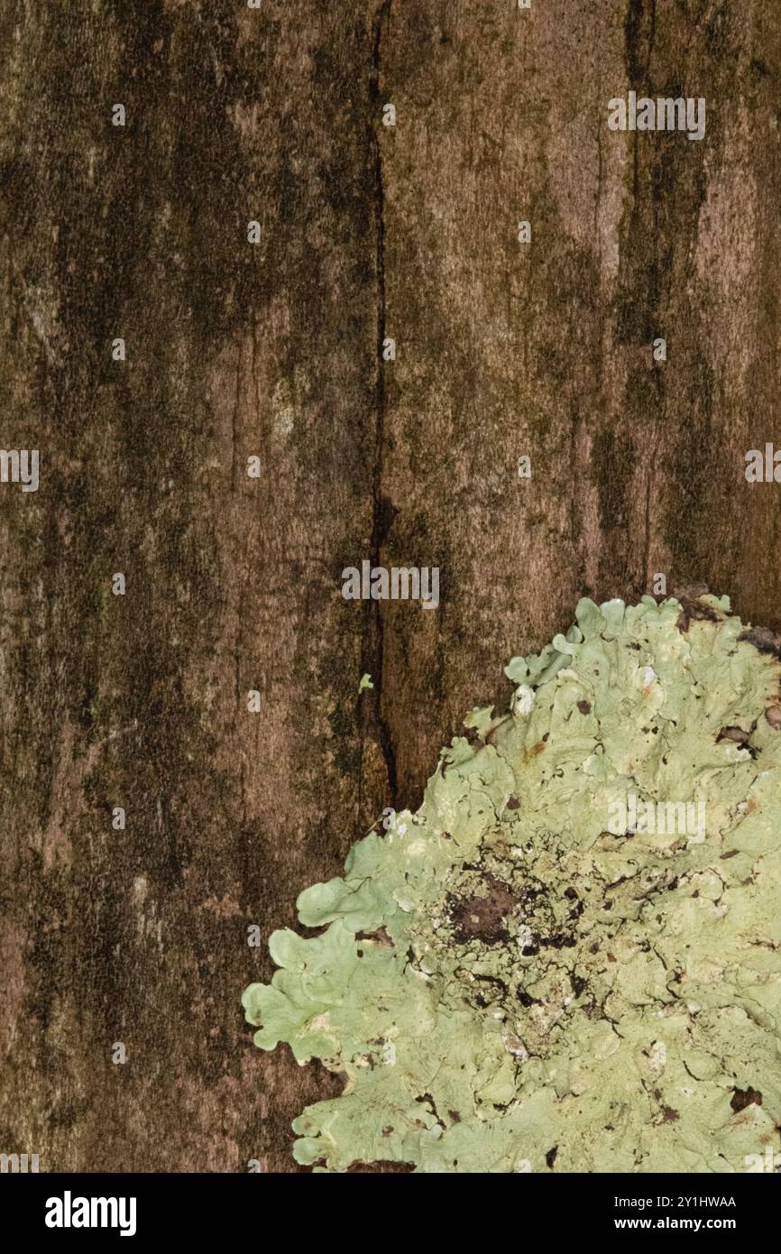 Gros plan de lichen Patch et d'algues sur l'écorce d'arbre Banque D'Images