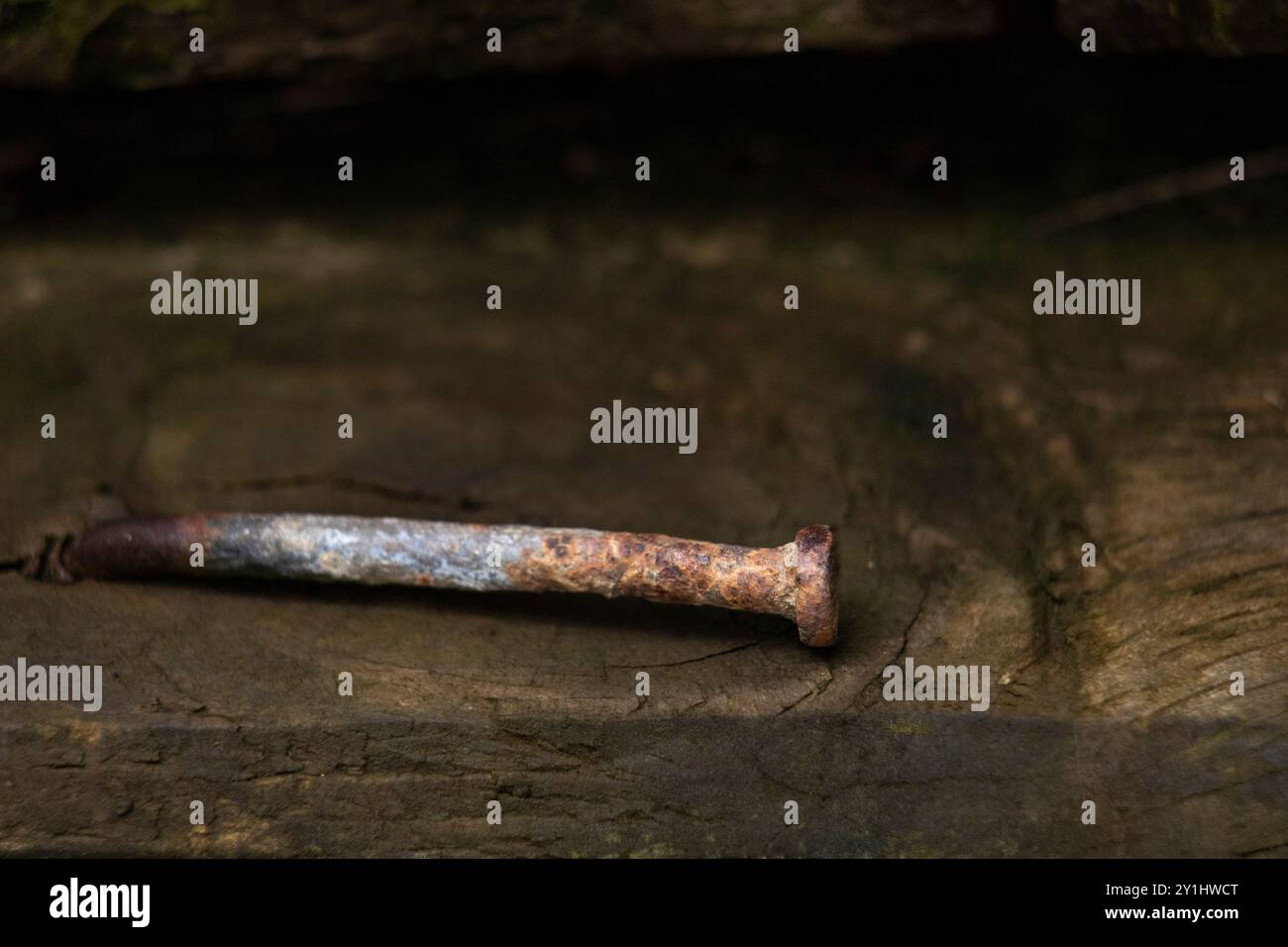 Gros plan de clou rouillé dans le vieux bois humide, avec espace de copie. Arrière-plan Banque D'Images