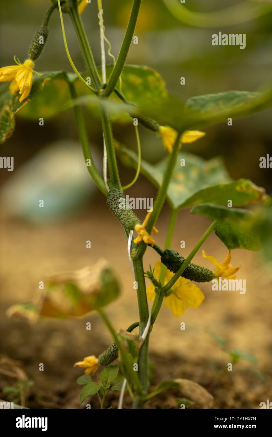 Maladies des feuilles sur une jeune plante de concombre Banque D'Images