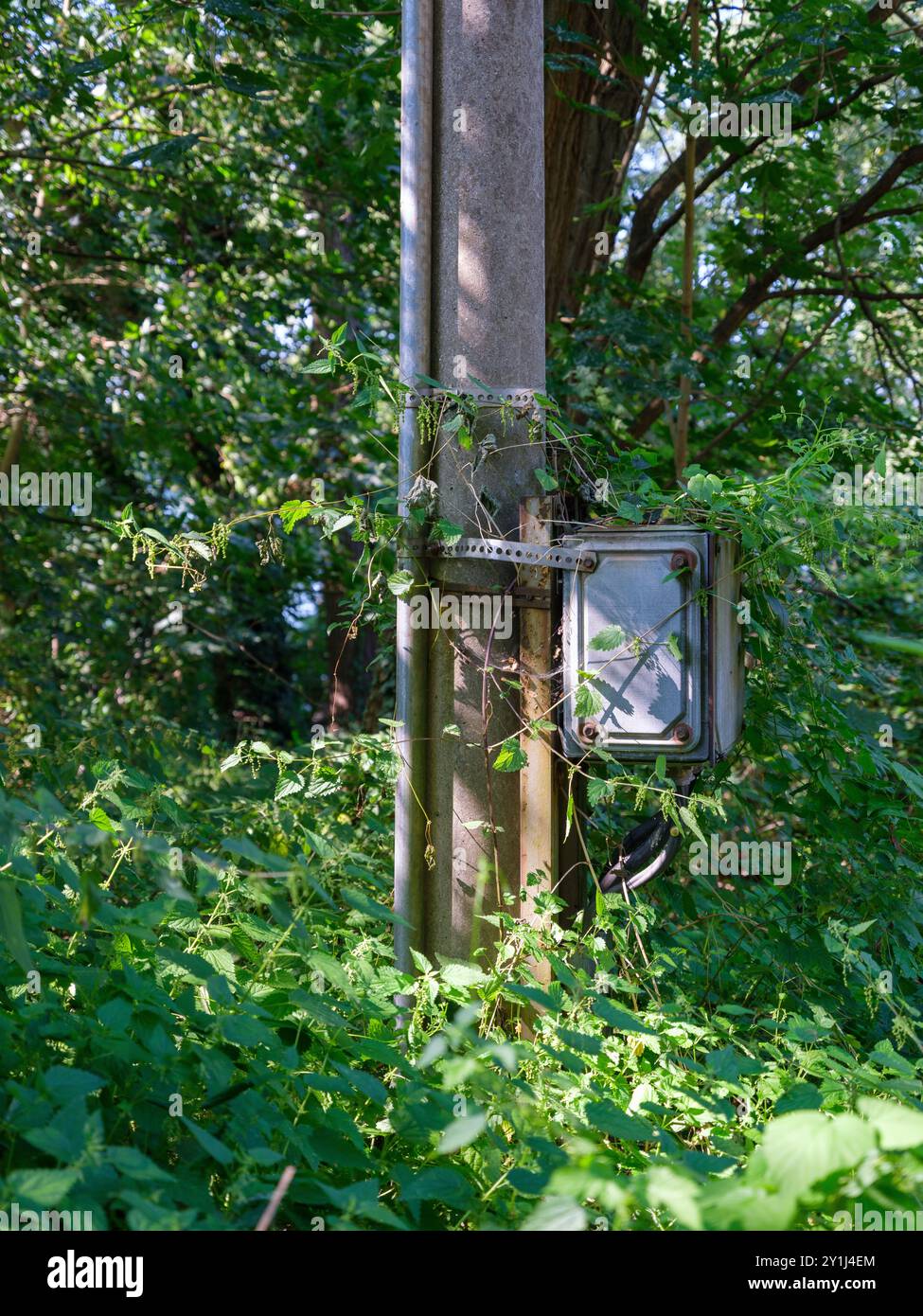 Vieux poteau utilitaire négligé envahi de vignes. Banque D'Images