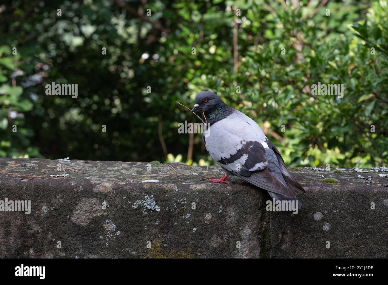 Pigeon debout sur un mur musqué portant un bâton dans le bec. Regarder l'observateur. En arrière-plan, il y a des brunes vertes de quelques arbres. Banque D'Images