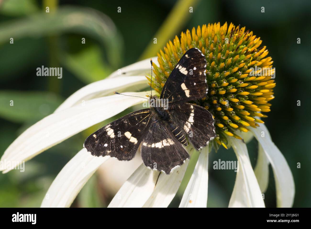 Landkärtchen, Landkärtchenfalter, Blütenbesuch an Sonnenhut, Sommer-Generation, Sommergeneration, 2. génération, Araschnia levana, Araschnia levana F. Banque D'Images