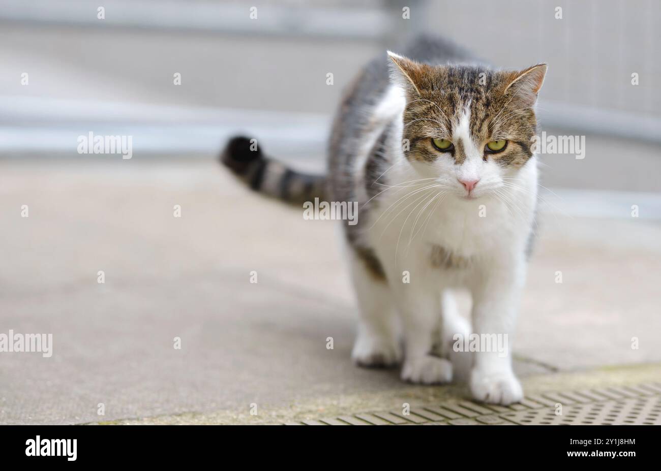 Larry The Downing Street Cat - Chef Mouser au Cabinet Office depuis 2011 - à Downing Street, mars 2020 Banque D'Images