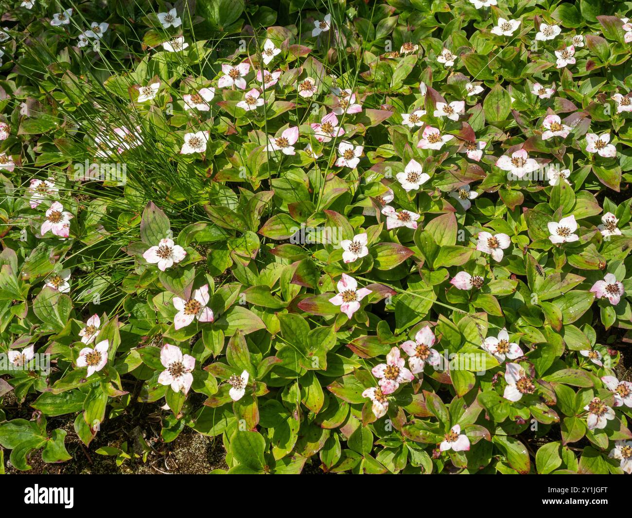 Cornus canadensis, une baie blanche rayonnante du Canada, prospère au soleil, mettant en valeur sa beauté délicate et ses feuilles vertes vibrantes sur la forêt Banque D'Images