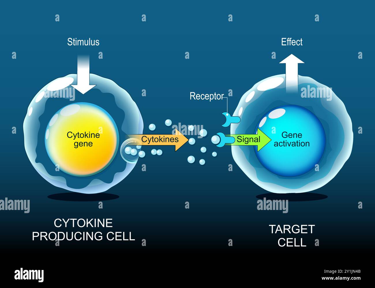 Cytokines. Signalisation cellulaire d'une cellule productrice de cytokine à une cellule cible. Interférons, interleukines, lymphokines. Immunité adaptative et innée. Chronique i Illustration de Vecteur