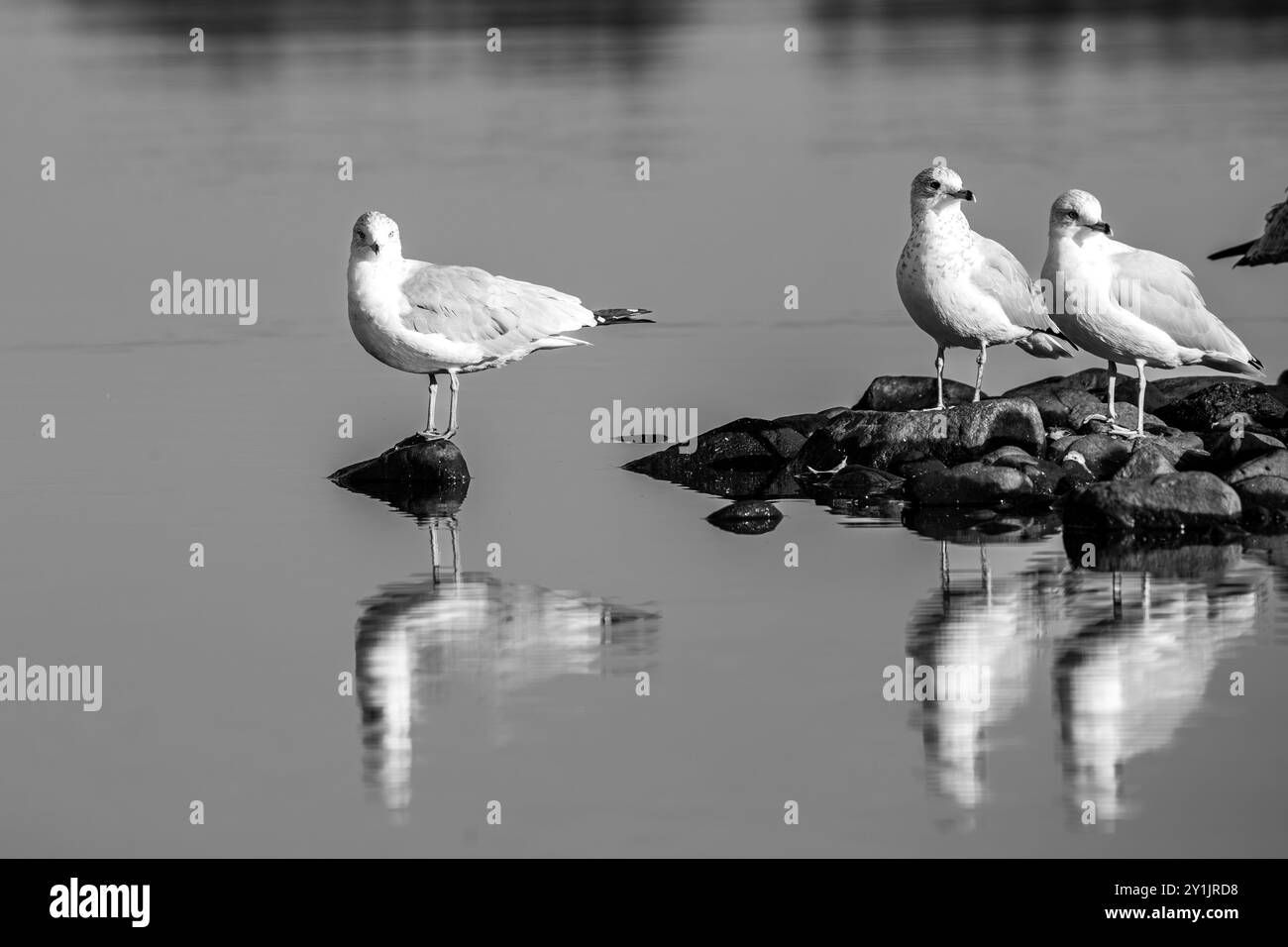 Goéland à bec annulaire (Larus delawarensis) sur un petit tas de roches au milieu d'un lac, horizontal Banque D'Images