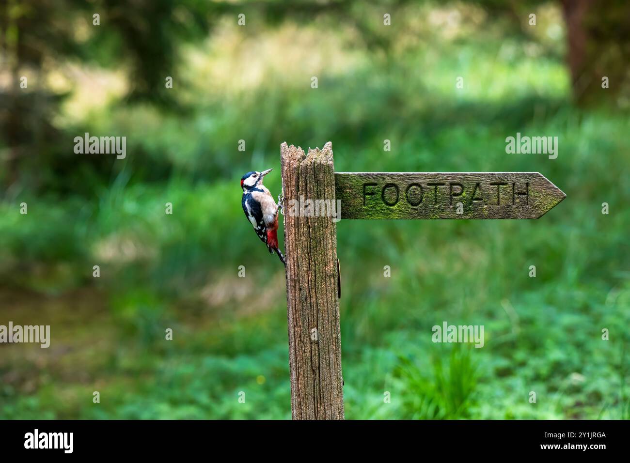 Mâle Grand pic tacheté, dendrocopos major, perché sur un panneau de sentier dans les bois dans les Yorkshire Dales Banque D'Images