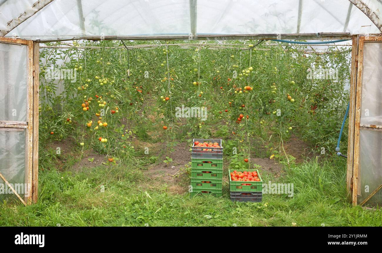 Tomates dans des boîtes en culture biologique en serre, foyer sélectif. Banque D'Images