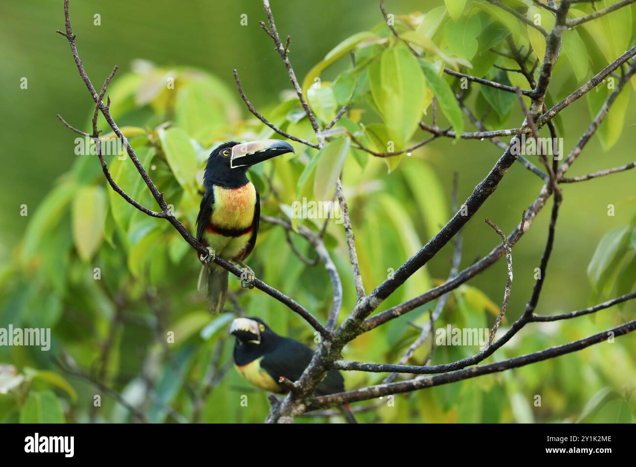 Aracari, Pteroglossus torquatus, oiseau avec grand bec. Toucan assis sur la belle branche de la forêt, Boca Tapada, Costa. Banque D'Images