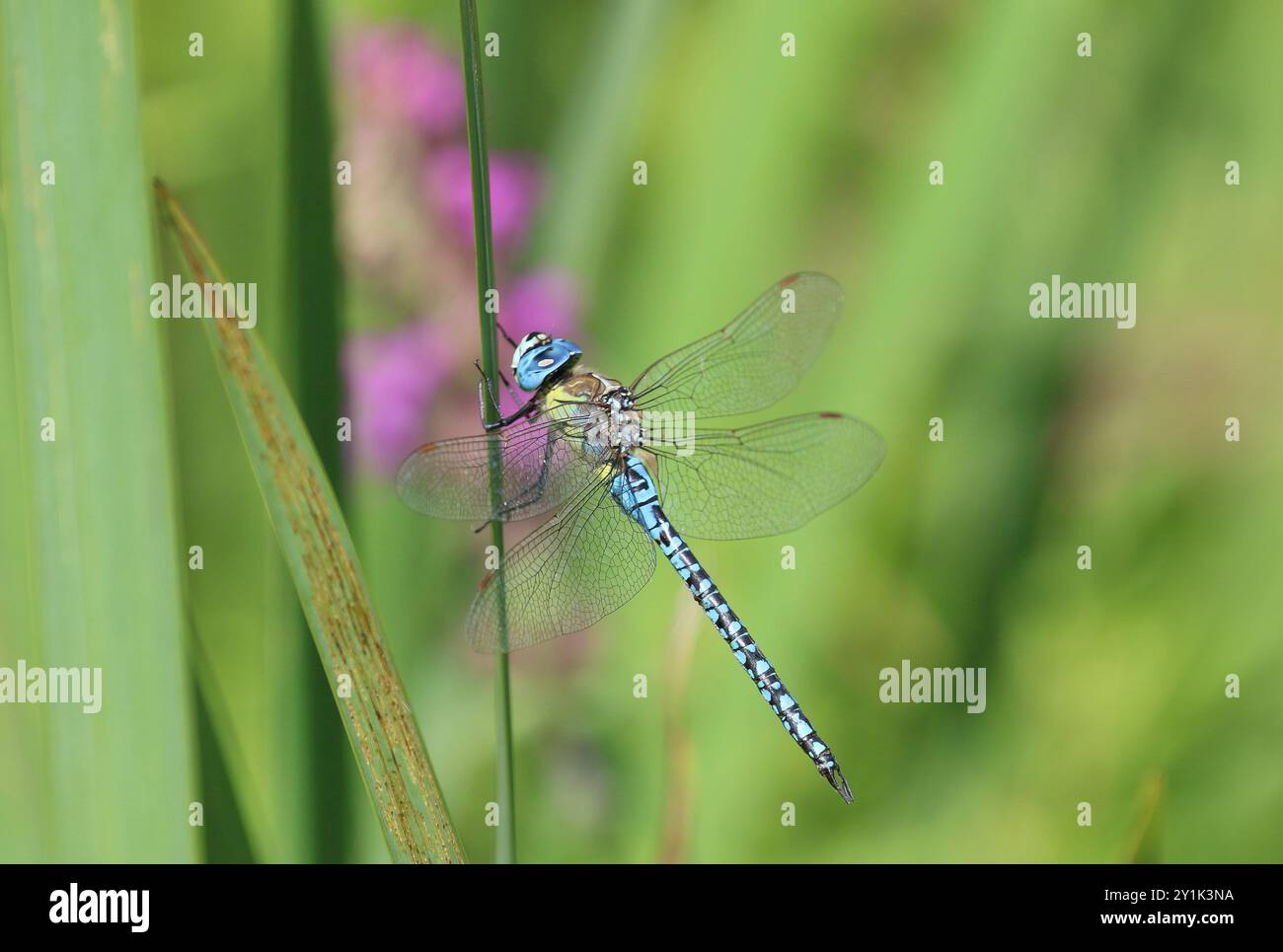 Southern migrant Hawker ou Hawker Hawker Dragonfly mâle aux yeux bleus - Aeshna affinis Banque D'Images