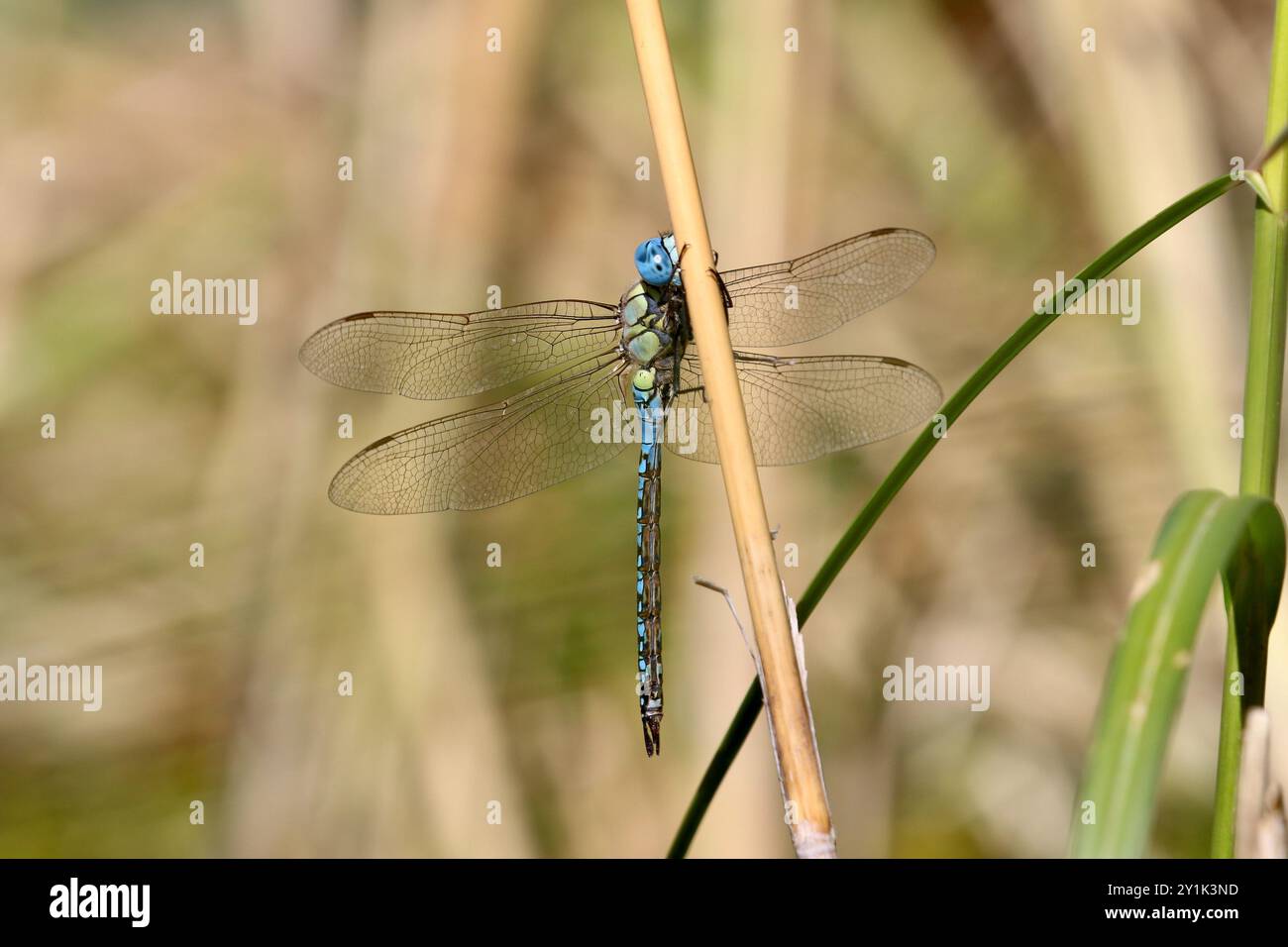 Southern migrant Hawker ou Hawker Hawker Dragonfly mâle aux yeux bleus - Aeshna affinis Banque D'Images