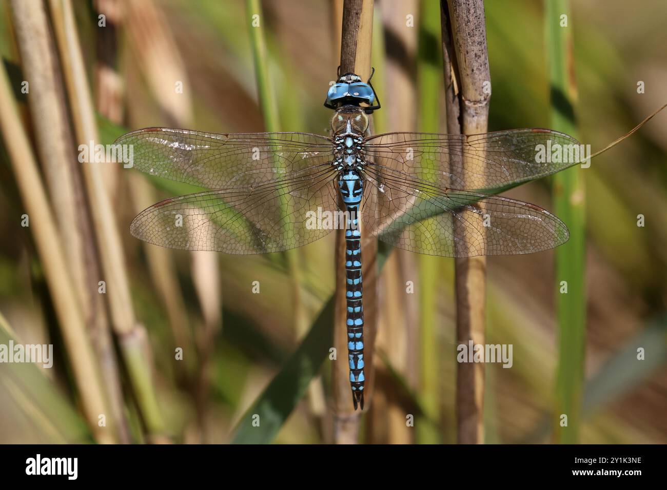 Southern migrant Hawker ou Hawker Hawker Dragonfly mâle aux yeux bleus - Aeshna affinis Banque D'Images