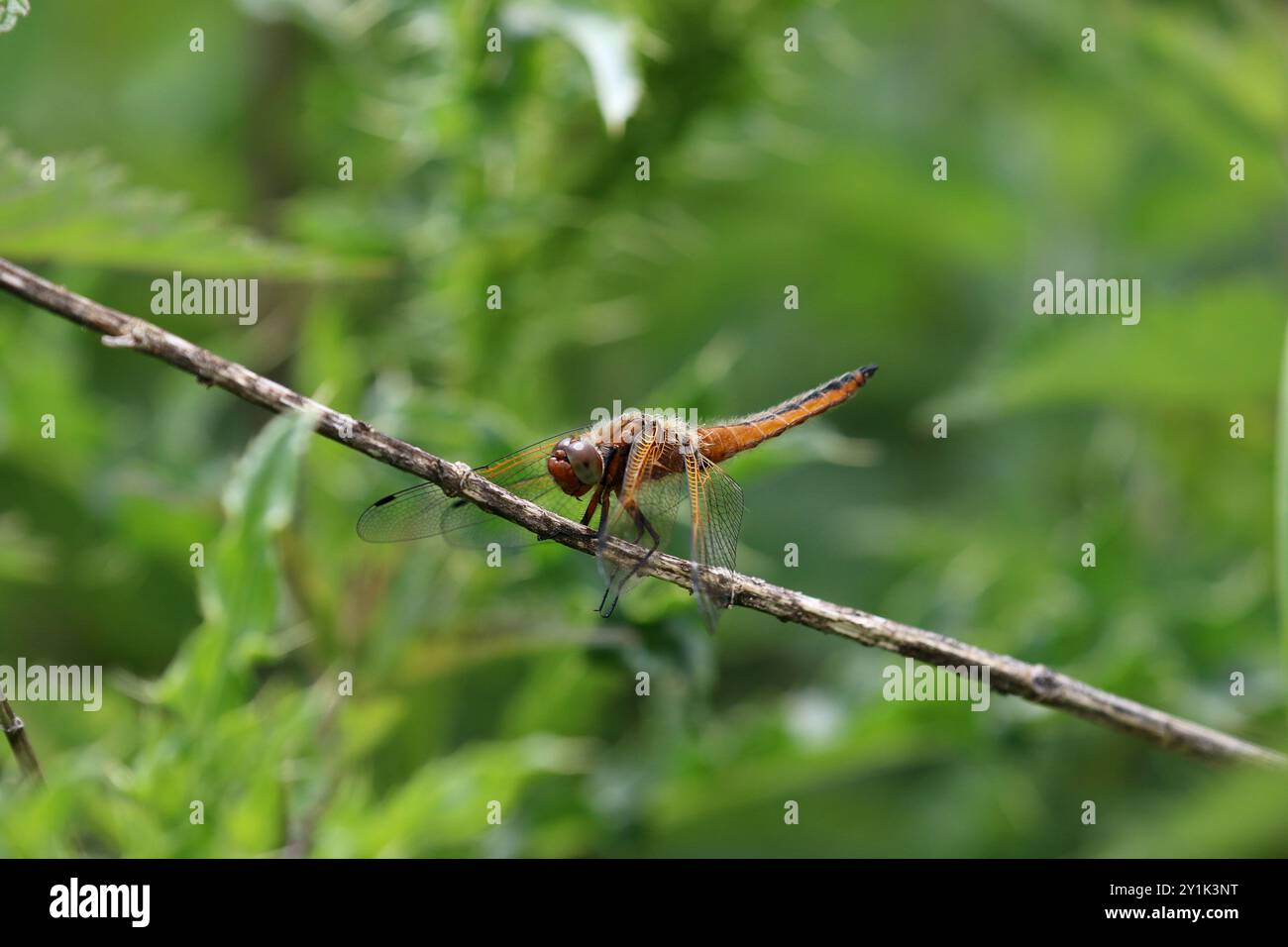 Rare Chaser ou Blue Chaser Dragonfly mâle immature - Libellula fulva Banque D'Images