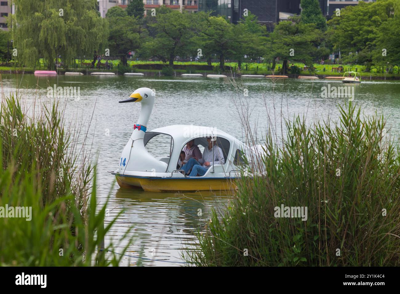 Tokyo, Japon, 14 juin 2024 : les rampes d'accès à l'étang Shinobazuno dans le parc Ueno situé à Taito-ku, Tokyo, offrent des chaloupes, des bateaux à vélo et des bateaux à cygnes comme on le voit Banque D'Images