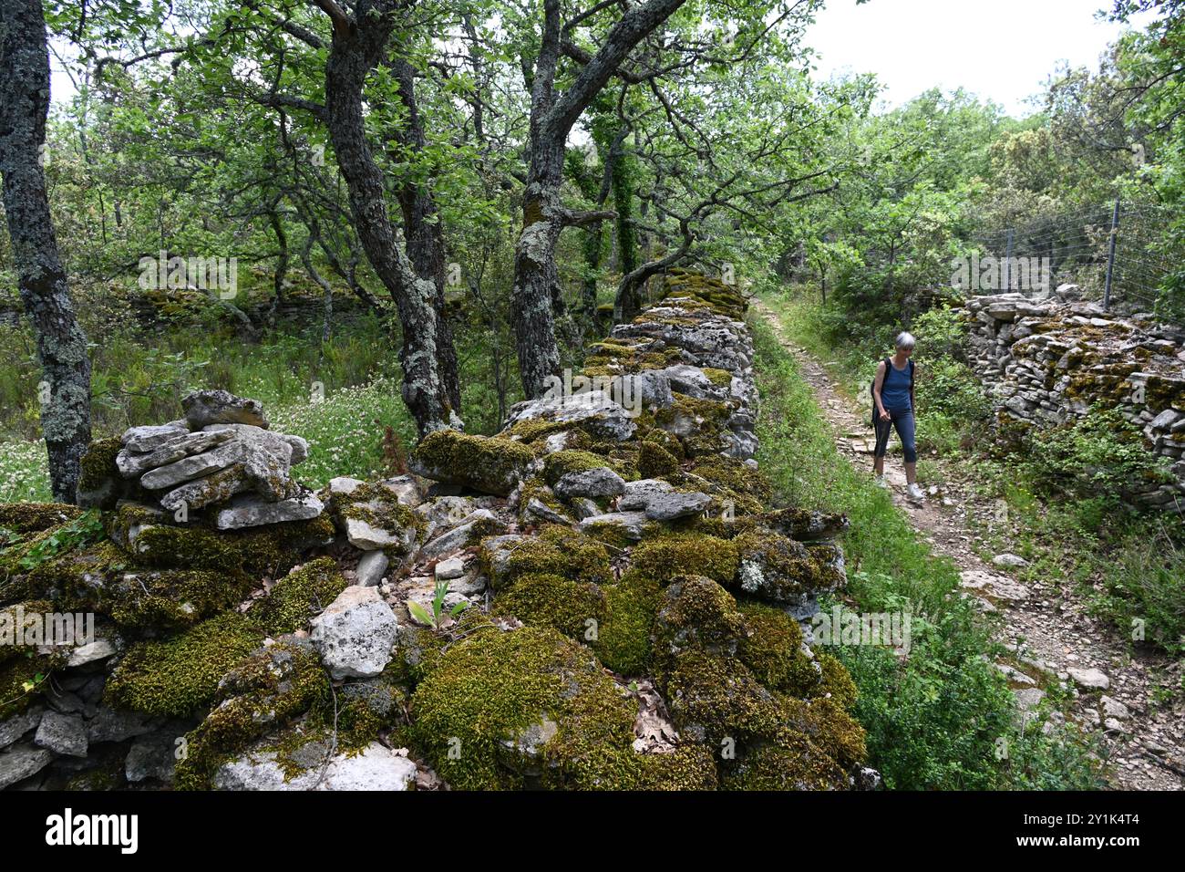Femme marcheur randonnée ou marche le long de Forest Track ou sentier pédestre dans la forêt près de Bonnieux Luberon Parc régional Vaucluse Provence France Banque D'Images