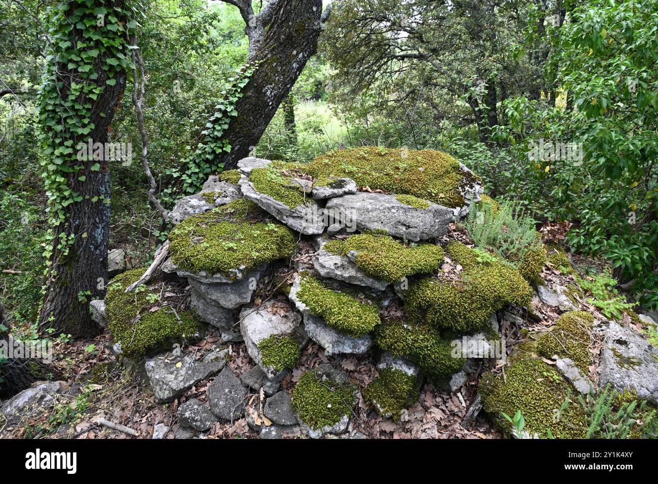 Sedum et rochers couverts de mousse ou rochers sur le toit de Borie ou refuge en pierre dans la forêt près de Bonnieux Luberon Provence France Banque D'Images