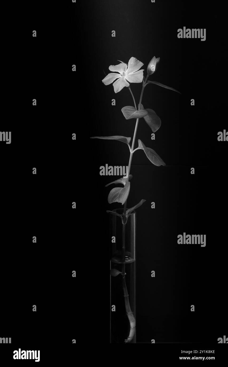 Fleur dans un vase en verre sur un fond noir. Photo d'art noir et blanc. Banque D'Images