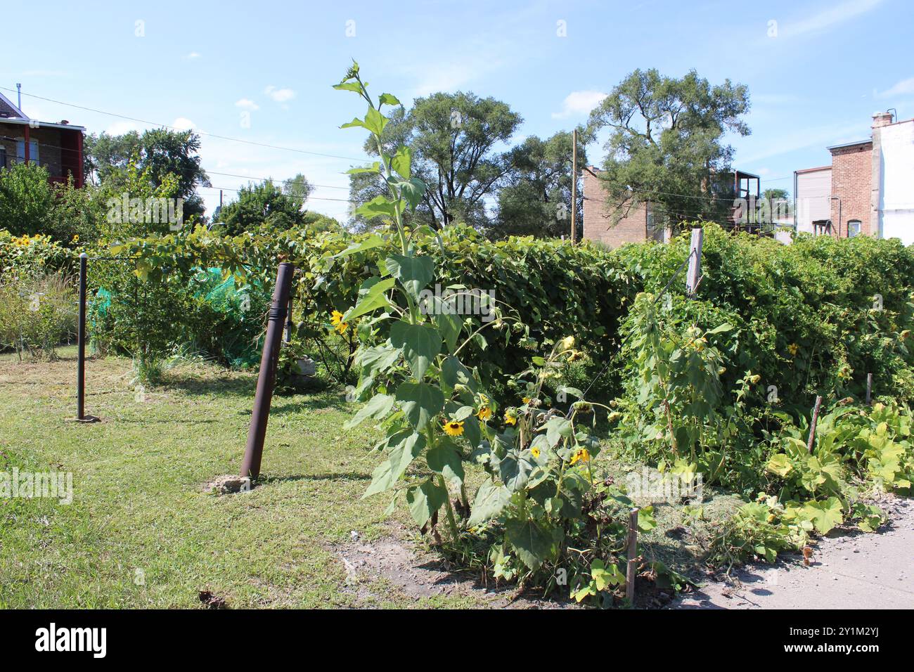 Jardin communautaire urbain dans le quartier East Garfield Park sur le West Side de Chicago Banque D'Images