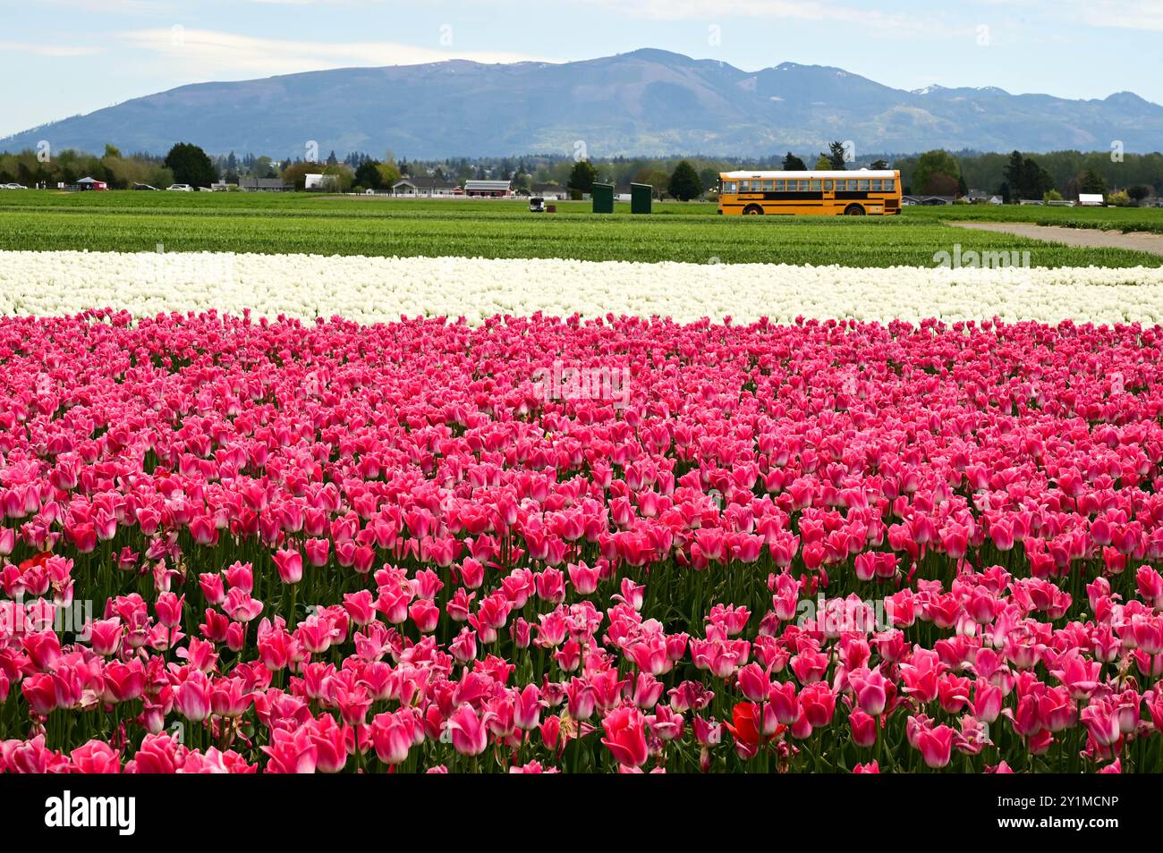 Exposition de festival de tulipes avec un thème de paysage. Tulipes roses au premier plan. Chaîne de montagnes dans le fond. Tulipes blanches à mi-vue et bus scolaire. Banque D'Images