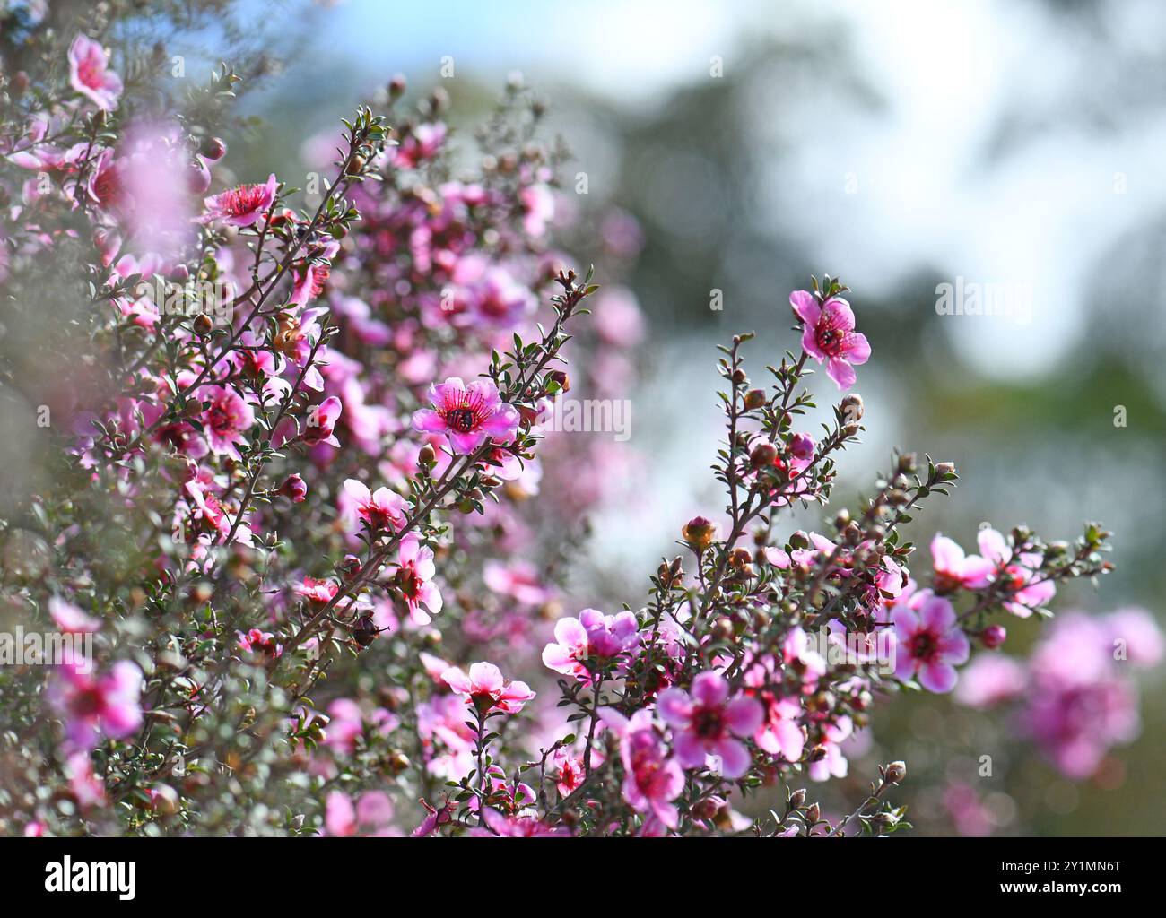 Beau fond de bokeh printanier de fleurs d'arbre à thé Manuka rose indigène australien, Leptospermum scoparium, famille des Myrtacées. Banque D'Images