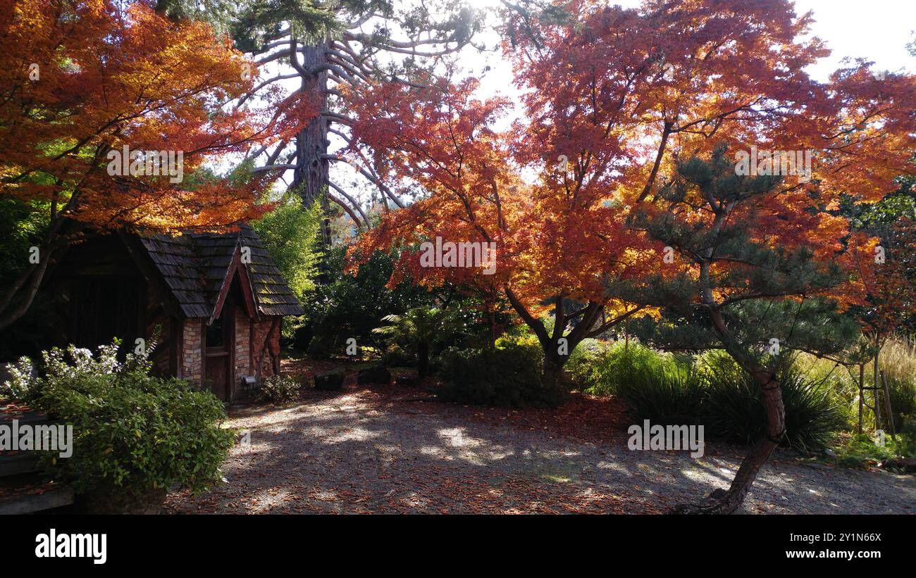 Des feuilles d'or et d'orange aux couleurs vives encadrent une petite maison de cottage en brique pendant la hauteur des couleurs de l'automne. Banque D'Images