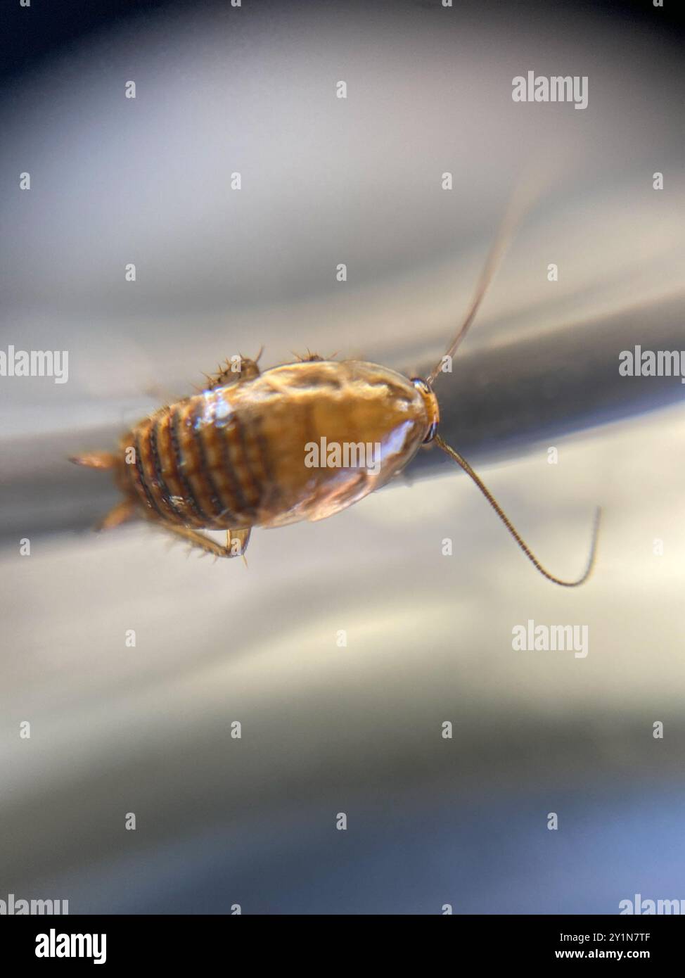 Cafard sombre (Ectobius lapponicus) Insecta Banque D'Images