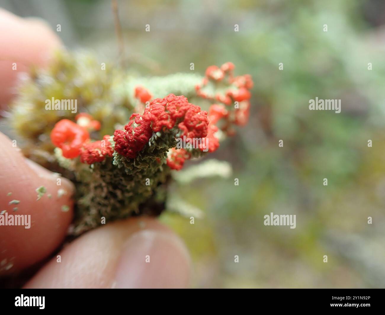 Soldats jouets (Cladonia bellidiflora) champignons Banque D'Images