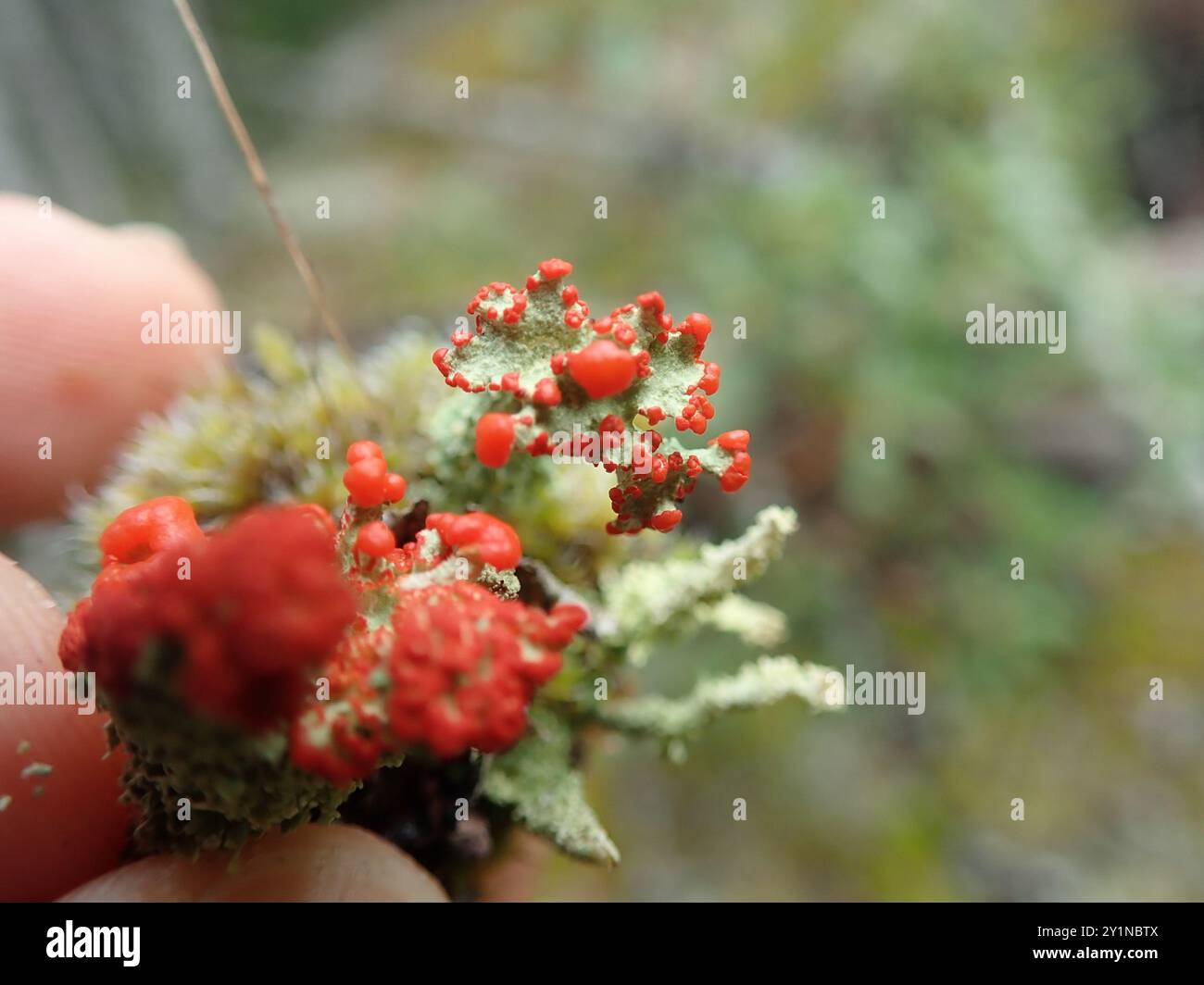 Soldats jouets (Cladonia bellidiflora) champignons Banque D'Images