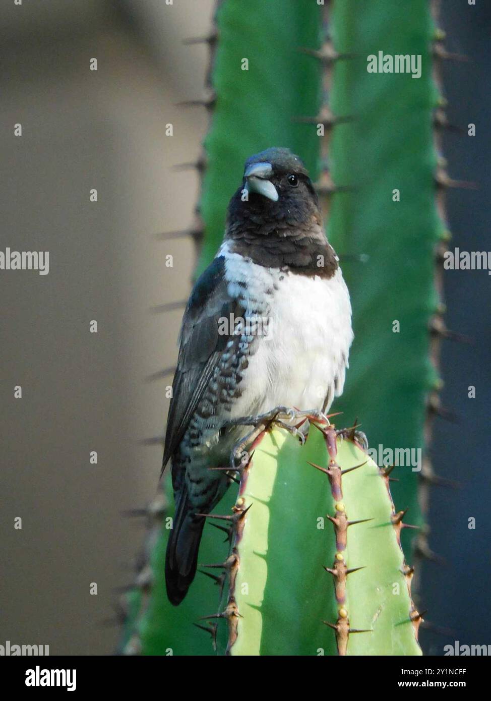 Mannikin de bronze austral (Spermestes cucullata scutata) Aves Banque D'Images