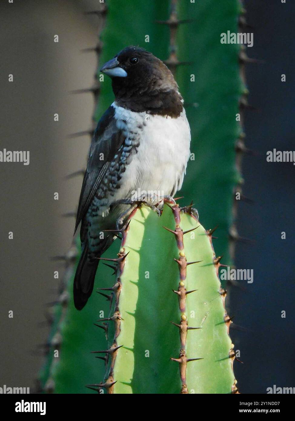 Mannikin de bronze austral (Spermestes cucullata scutata) Aves Banque D'Images