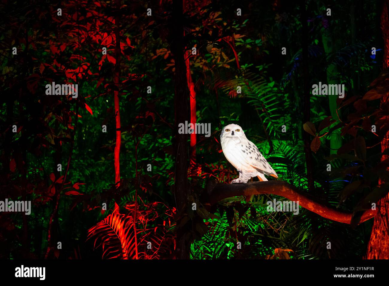 Singapour - 7 mars 2024 : Hedwige, la chouette blanche de Harry à Harry Potter expérience forestière interdite à Siloso point, sentier côtier, Sentosa. C'est Outdoo Banque D'Images