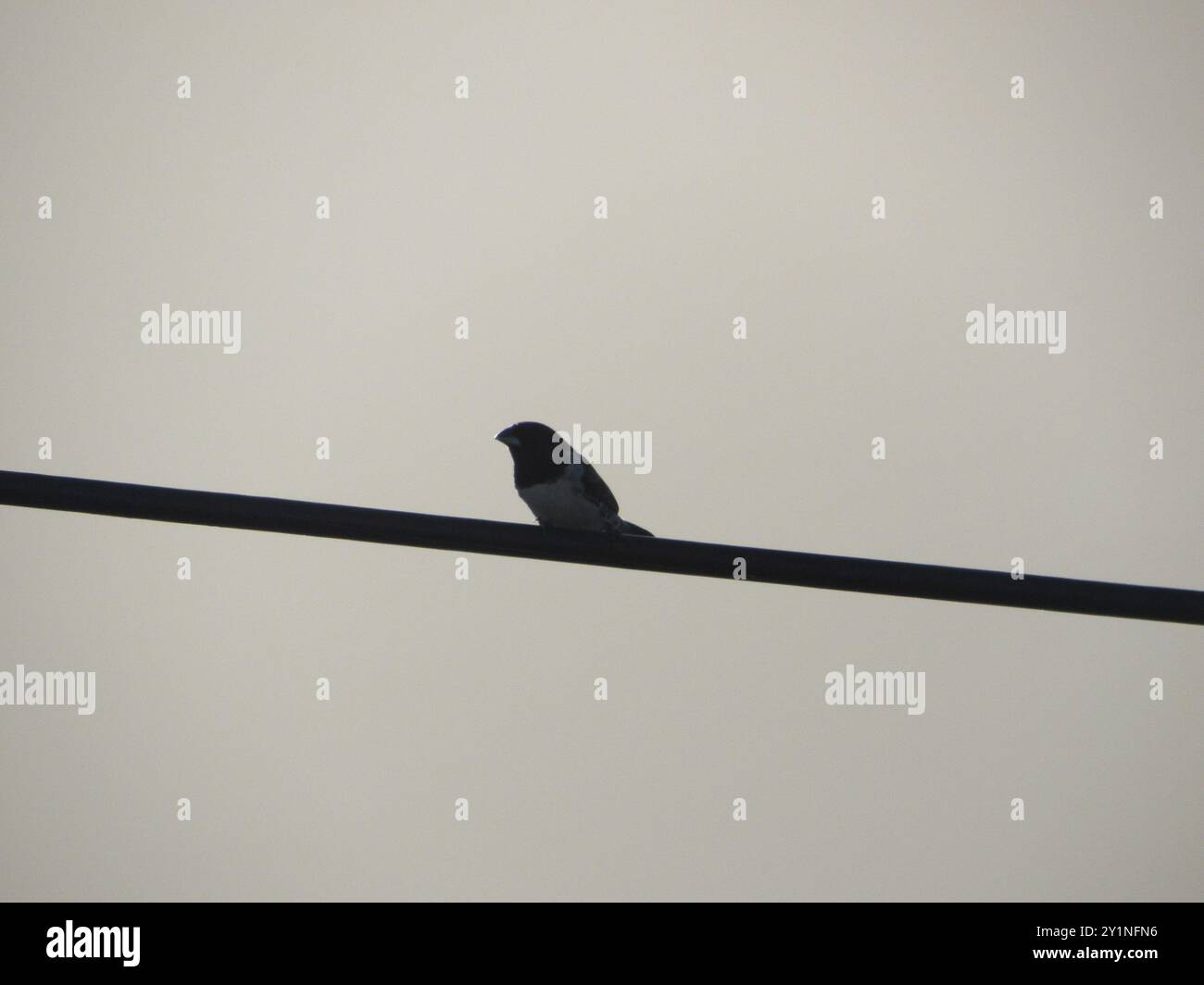 Mannikin en bronze (Spermestes cucullata) Aves Banque D'Images