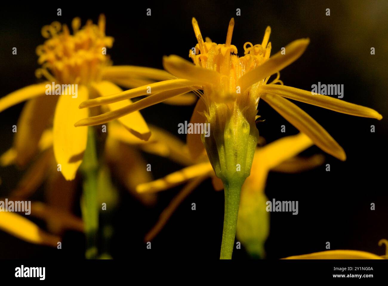 Damianita (Chrysactinia mexicana) Plantae Banque D'Images