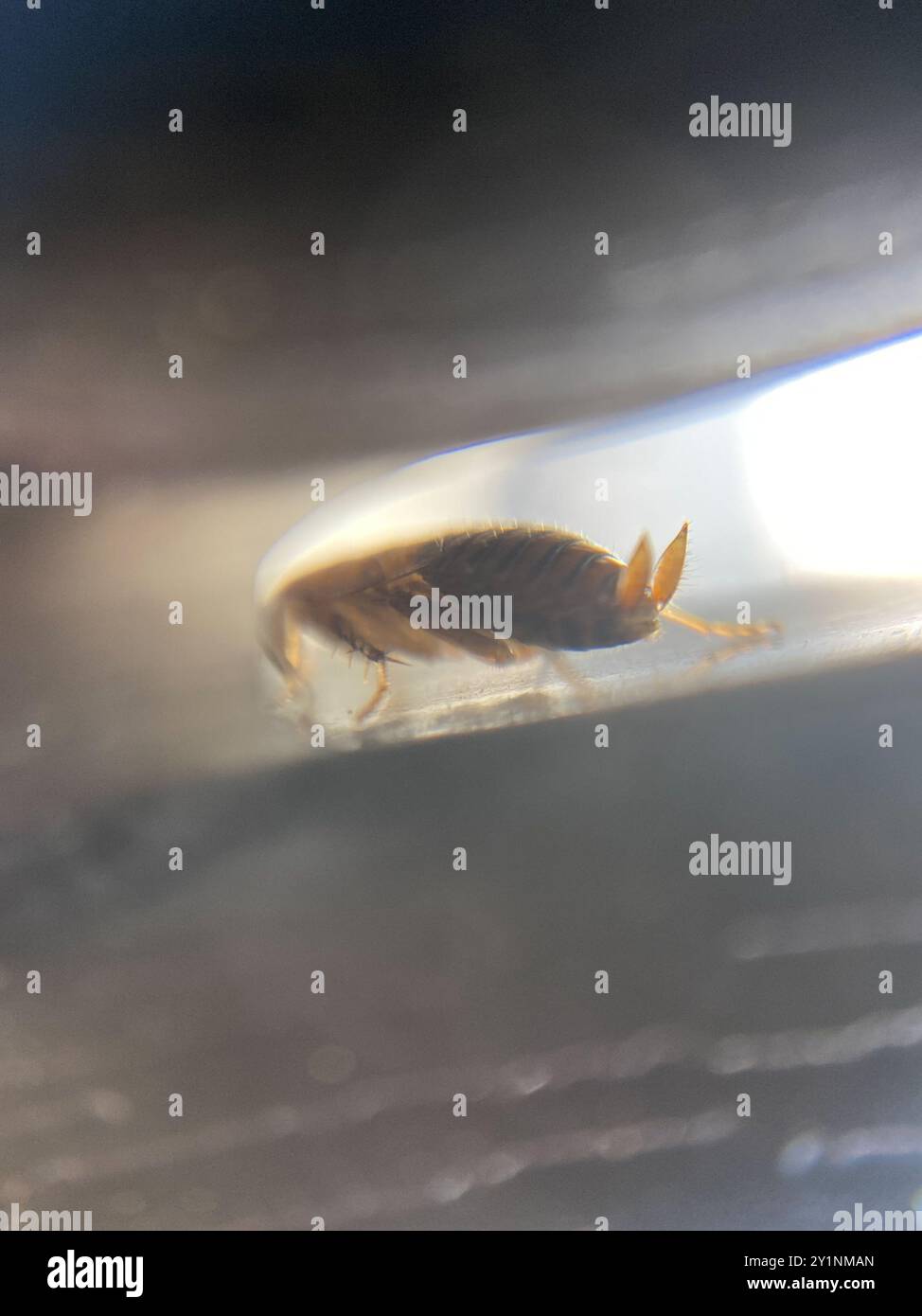 Cafard sombre (Ectobius lapponicus) Insecta Banque D'Images