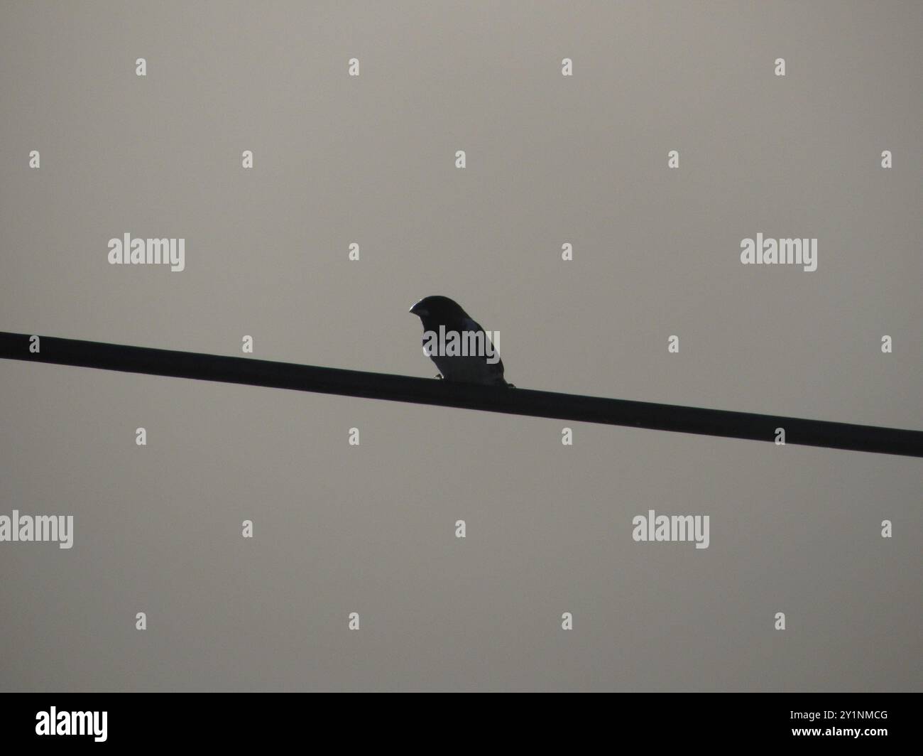 Mannikin en bronze (Spermestes cucullata) Aves Banque D'Images