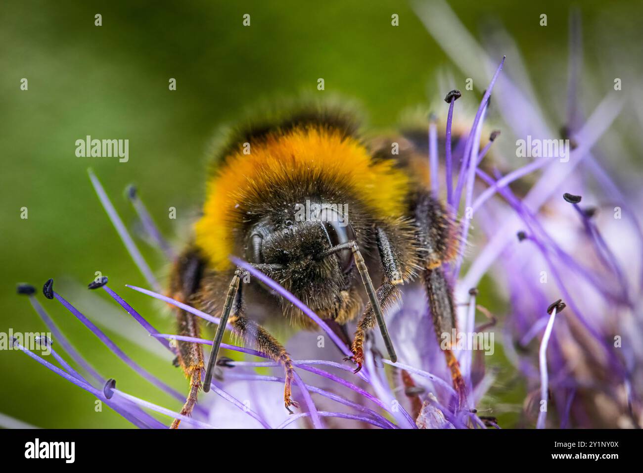 Gros plan de bourdon sur la fleur de Phacelia tanacetifolia Banque D'Images