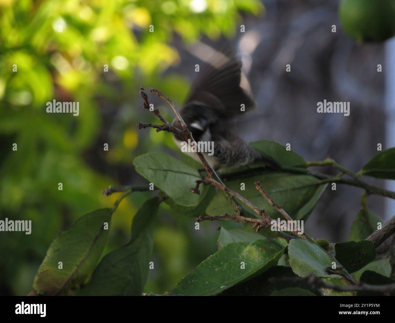Mannikin en bronze (Spermestes cucullata) Aves Banque D'Images