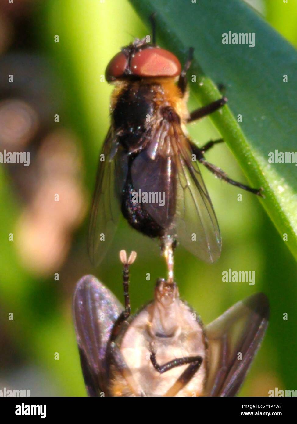 (Phasia hemiptera) insecte Banque D'Images