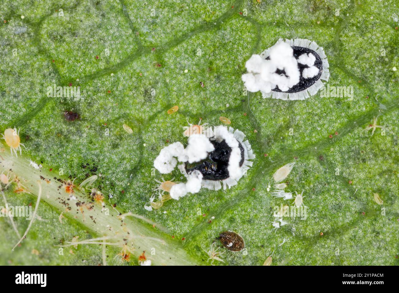 Citrus mealywing, citrus et aleuromouche épineuse orange également appelée mouche noire épineuse, Aleurocanthus spiniferus. Un nuisible dangereux et envahissant des plantes cultivées. Al Banque D'Images