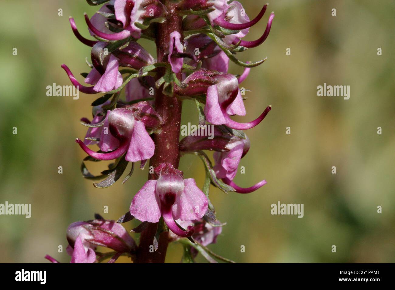 L'armoise à tête d'éléphant (Pedicularis groenlandica) Plantae Banque D'Images