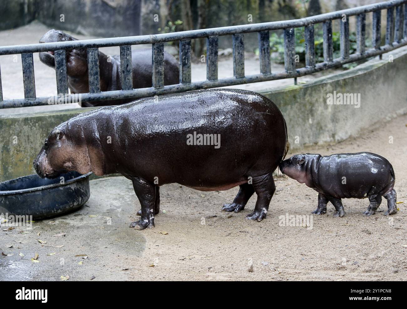 Chonburi, Thaïlande. 08 septembre 2024. Un hippopotame nain femelle nommé 'Moo Deng', ce qui signifie Pork Bouncy marche avec sa mère Jona, 25 ans, au zoo ouvert de Khao Kheow. La nouvelle star du zoo ouvert de Khao Kheow est un hippopotame nain femelle. Né le 10 juillet 2024 d'une mère nommée Jona, 25 ans, et d'un père nommé Tony, 24 ans, le cochon gonflable est le 7ème animal du zoo ouvert de Khao Kheow de ces parents. Crédit : SOPA images Limited/Alamy Live News Banque D'Images