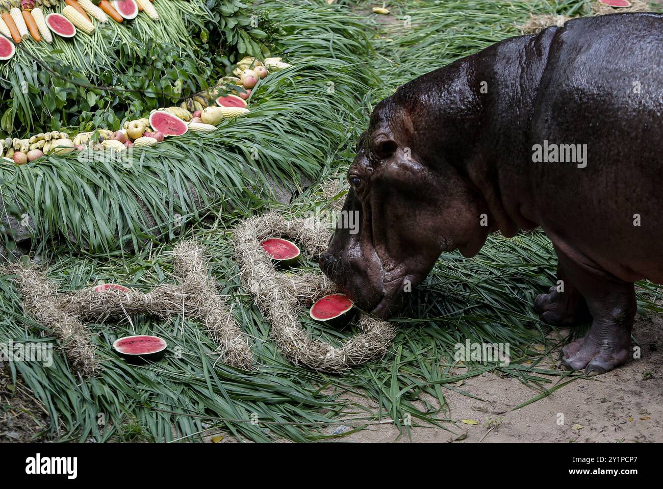 Chonburi, Thaïlande. 08 septembre 2024. Une hippopotame femelle nommée 'Mae Mali', qui signifie Jasmin, mange des fruits et légumes arrangés pour ressembler à un gâteau lors de la célébration de son 59e anniversaire au zoo ouvert de Khao Kheow. Mae Mali a été donné du zoo de Tilberg, aux pays-Bas, le 8 juin 1967, Mae Mali n'avait qu'un an à l'époque, et Mae Mali avait déjà donné naissance à 14 oursons. Mae Mali est maintenant en bonne santé et on estime qu'il s'agit de l'hippopotame ayant la vie la plus longue en Thaïlande. Crédit : SOPA images Limited/Alamy Live News Banque D'Images